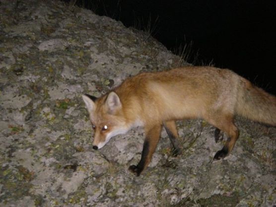 The shoe stealing fox.