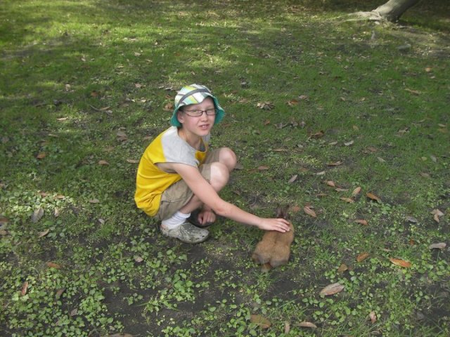 Even the wild bunnies are tame in Japan.