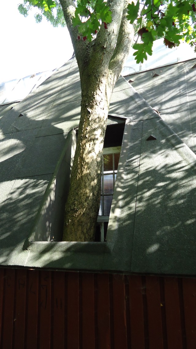 A house in Christiania, Copenhagen is built around a tree.