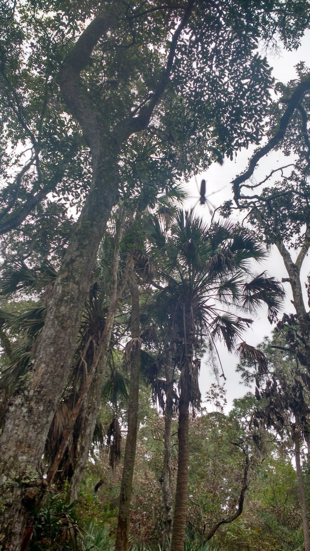 It was a jungle at every state park we went to.